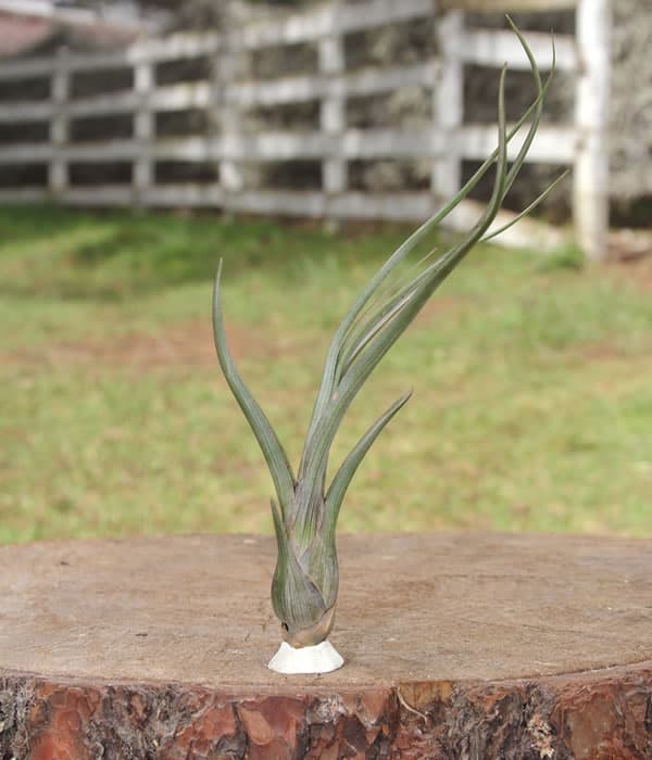 Image of Airplant Bayley